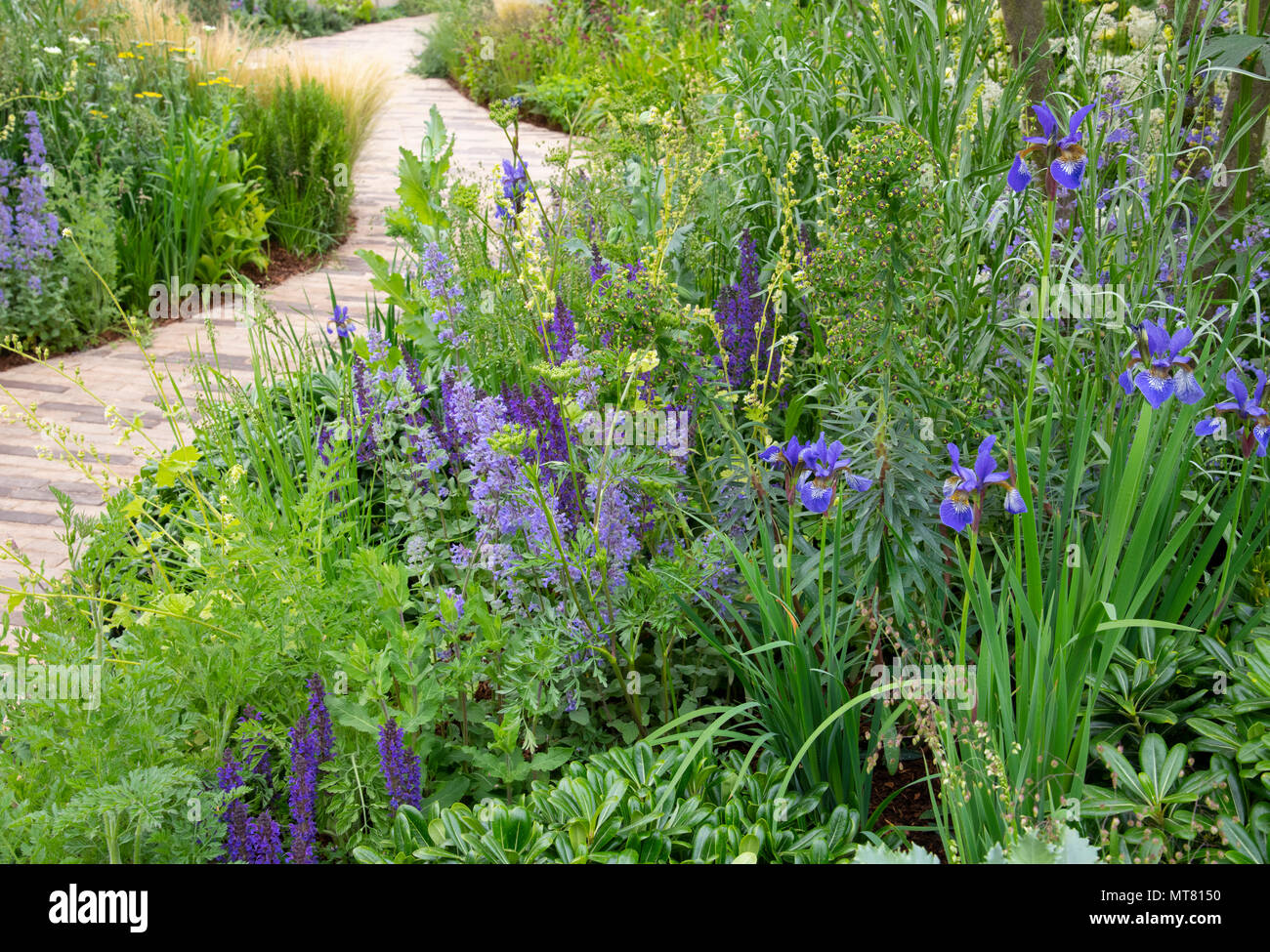 Ein Ziegelstein Pfad schlängelt sich durch dicht bepflanzte Betten von Salvia, Nepeta, und Iris pumila in der RHS Wohlfühlen Garten an der RHS Chelsea Flower Show 2018 Stockfoto