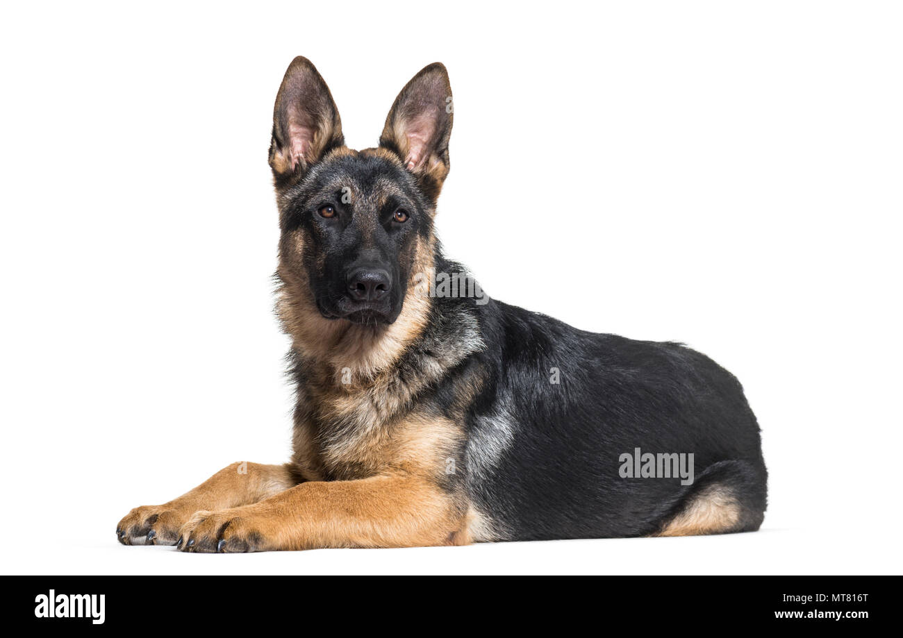 Deutscher Schäferhund liegend auf Front gegen weißen Hintergrund Stockfoto