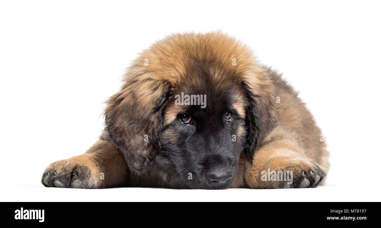 Leonberger Welpen vor weißem Hintergrund liegend Stockfoto