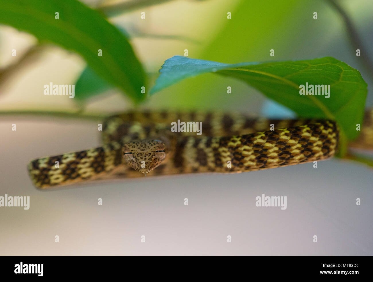 Speckle-Headed Peitsche Schlange (Ahaetulla fasciolata) in einem Baum im Regenwald Phuket Thailand Stockfoto