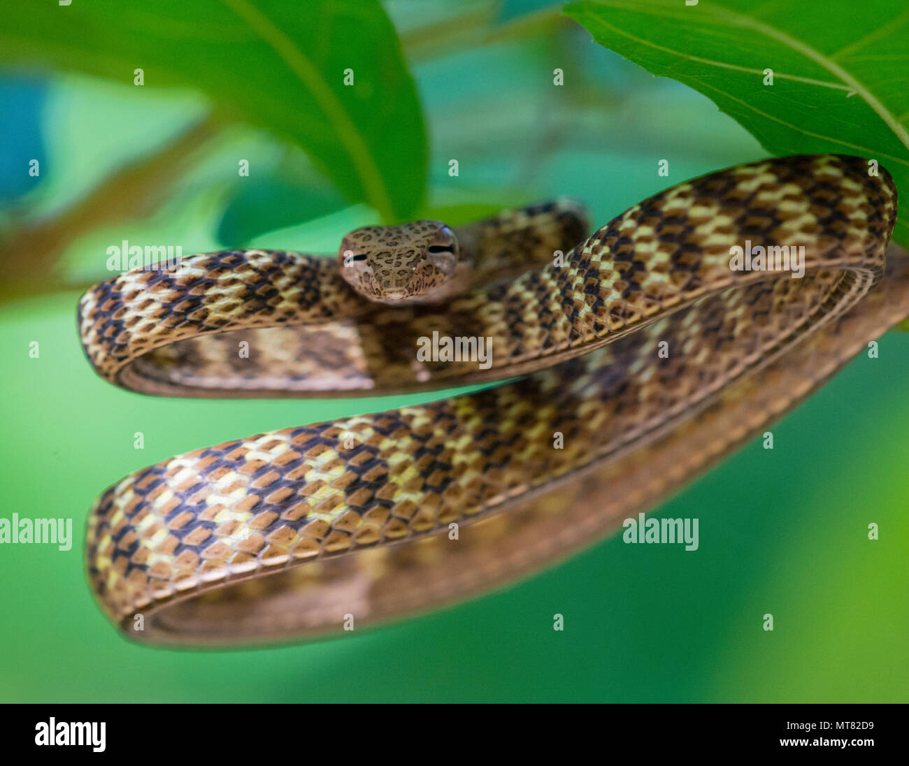Speckle-Headed Peitsche Schlange (Ahaetulla fasciolata) in einem Baum im Regenwald Phuket Thailand Stockfoto