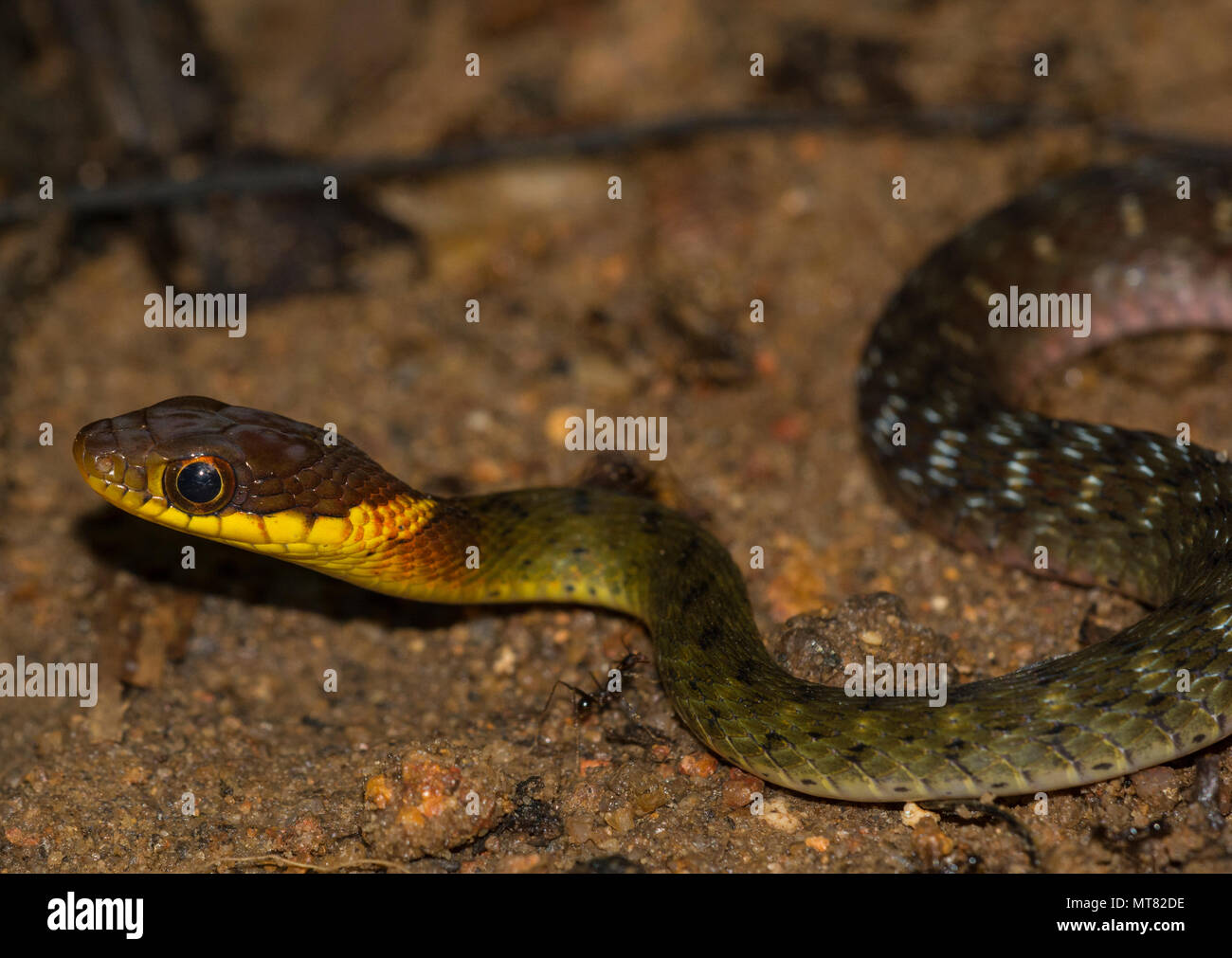 Speckle-Bellied Keelback (Rhabdophis murudensis) Phuket Thailand im Regenwald. Stockfoto