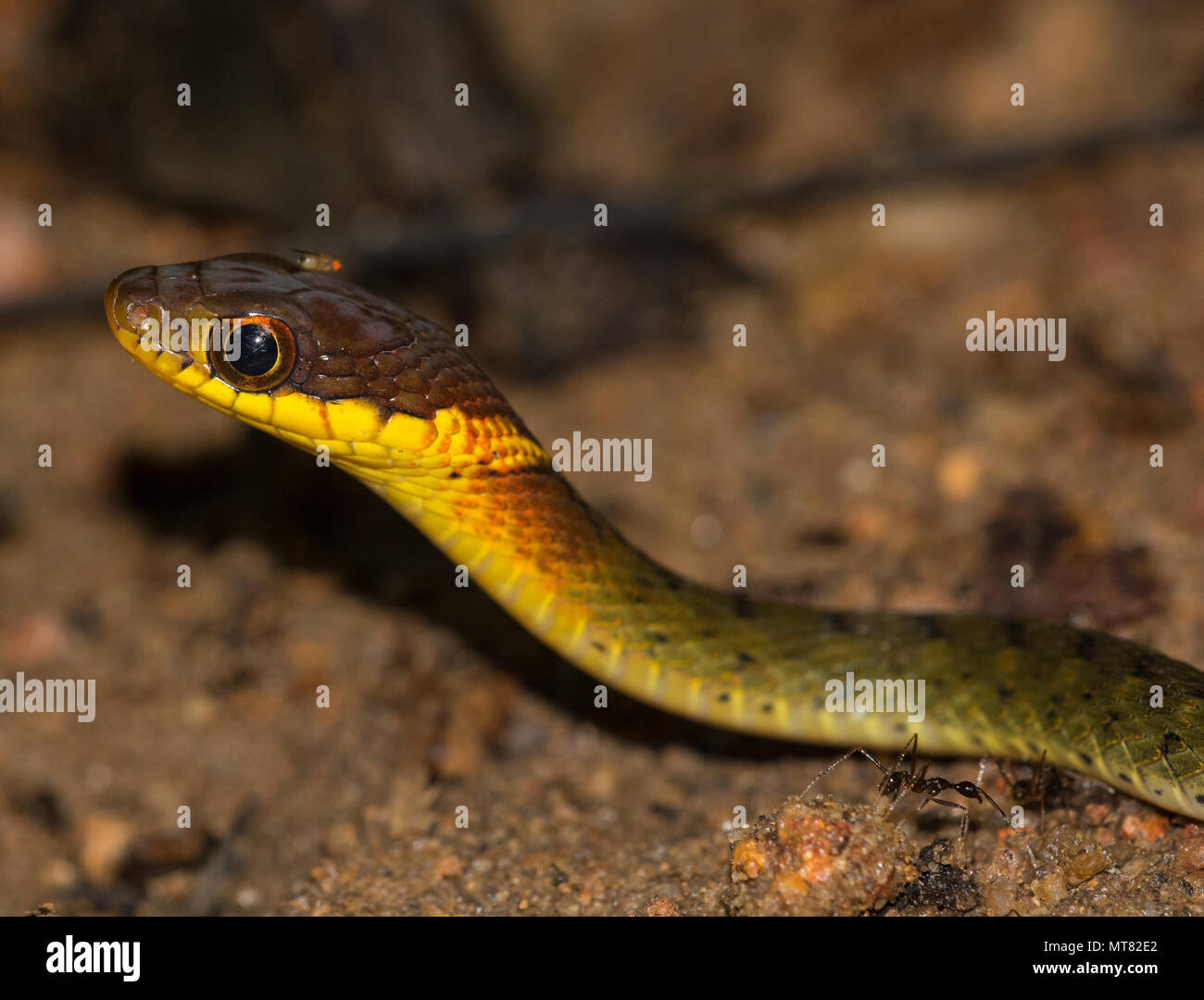 Speckle-Bellied Keelback (Rhabdophis murudensis) Phuket Thailand im Regenwald. Stockfoto