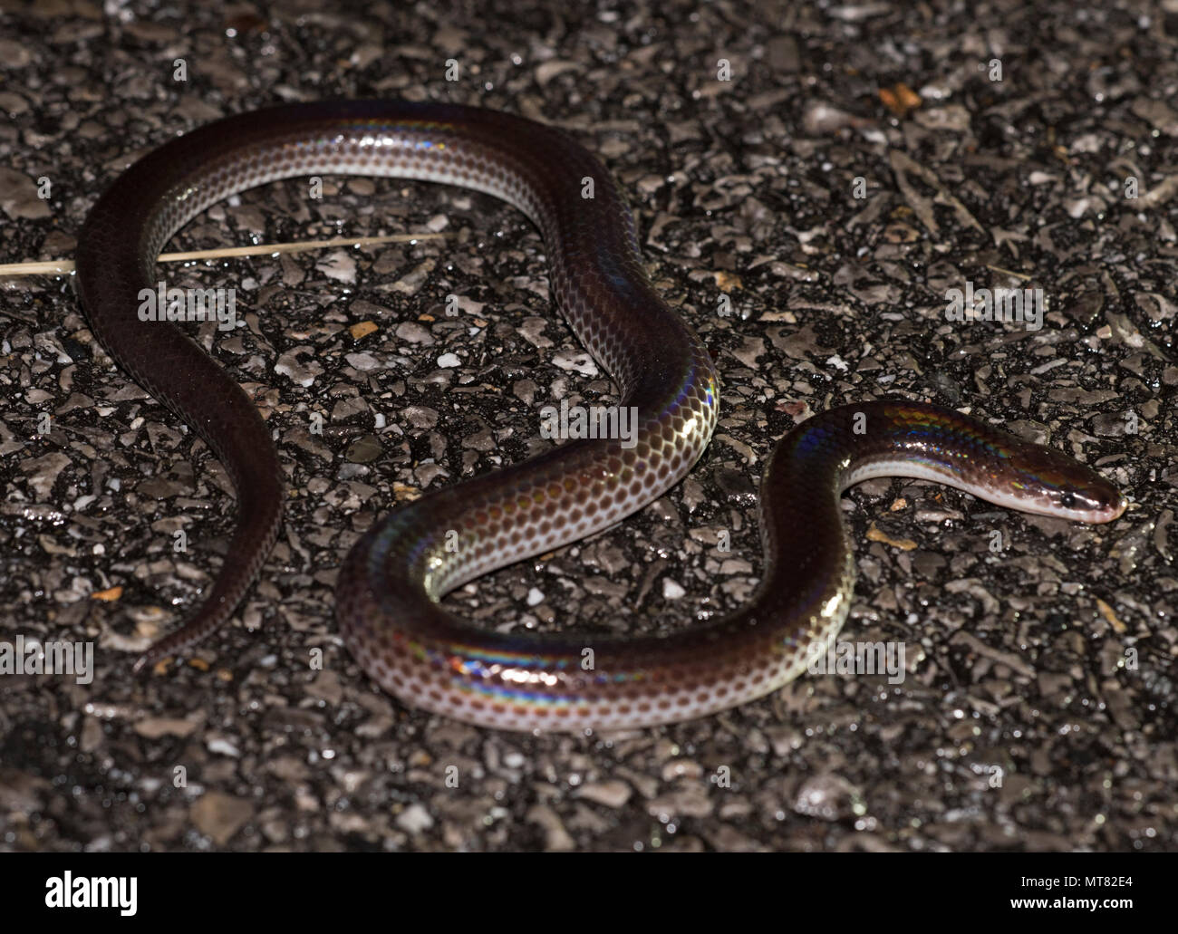Sunbeam Schlange (Xenopeltis unicolor) auf der Straße in der Nacht Phuket Thailand. Stockfoto