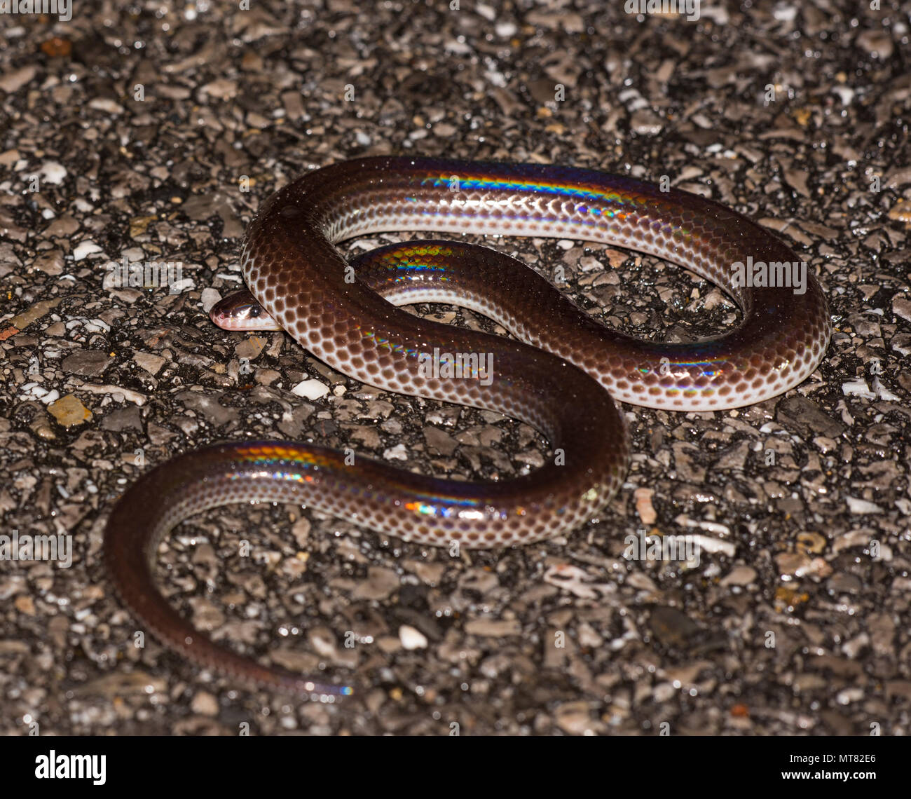 Sunbeam Schlange (Xenopeltis unicolor) auf der Straße in der Nacht Phuket Thailand. Stockfoto