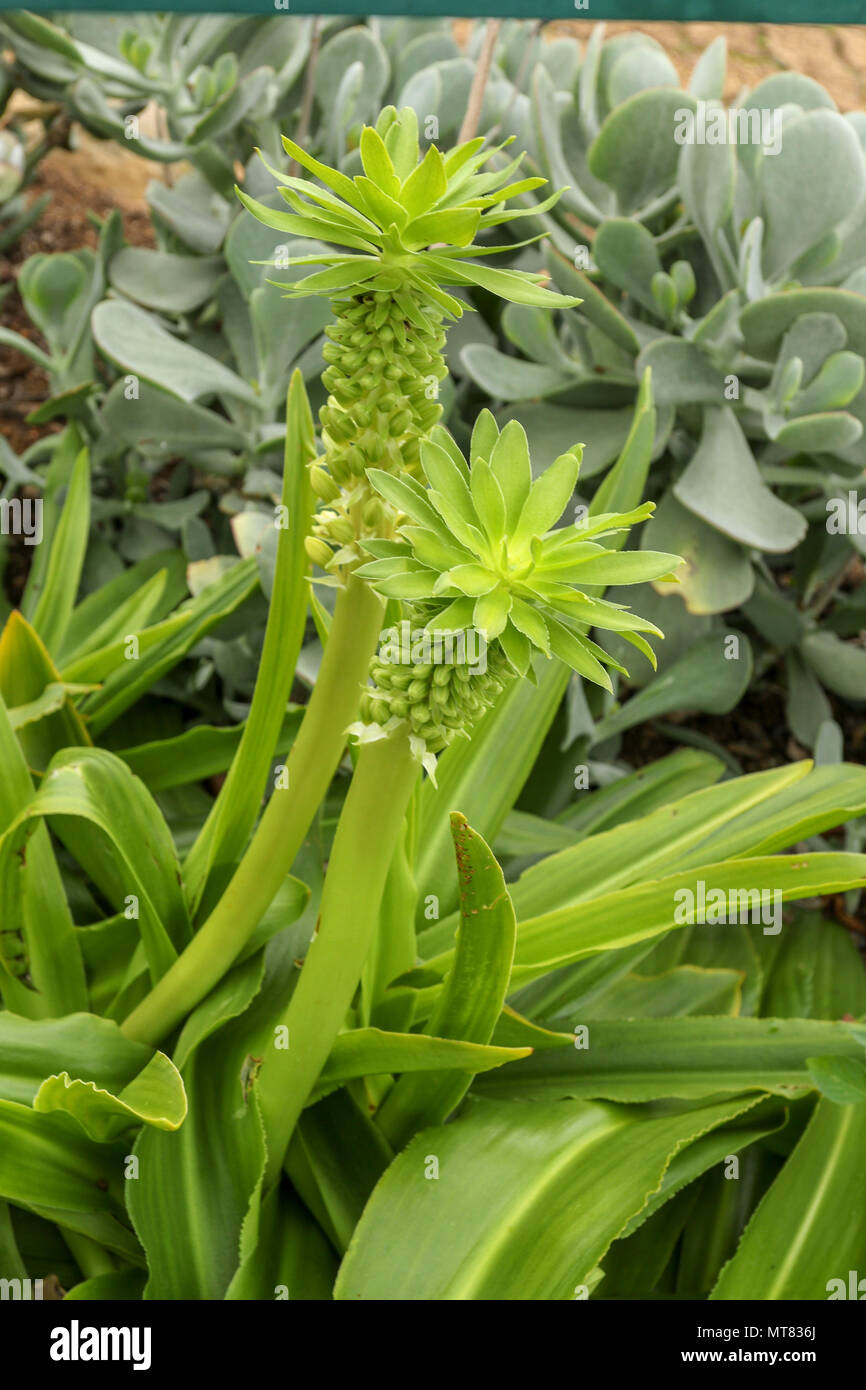 Eucomis im Herbst, Kirstenbosch Botanischen Garten an der Garden Route, Kapstadt, Südafrika Stockfoto