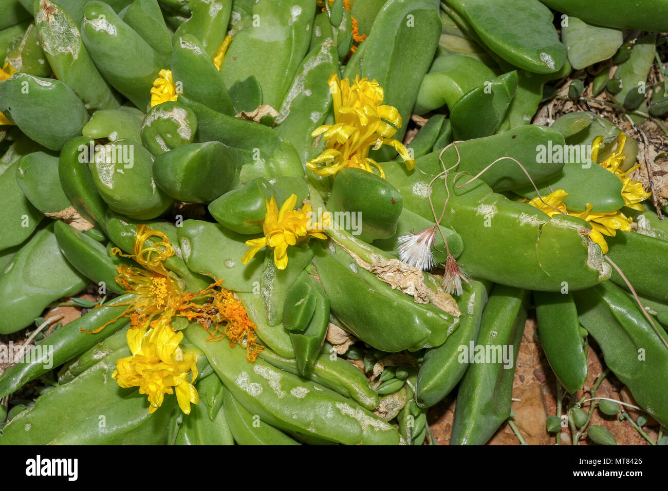 Glottiphyllum regium Sukkulenten in Blume im Botanischen Garten Kirstenbosch, Kapstadt, Südafrika Stockfoto