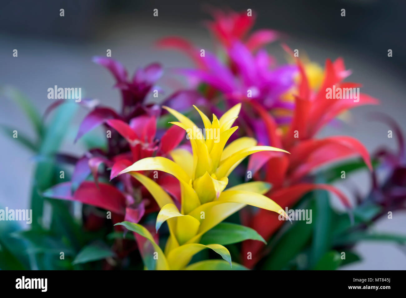 Guzmania, feine Vertreter der Bromelie oder Ananas Familie, exotische Schönheit, führend in der Entwicklung von Home- und Office Interiors Stockfoto