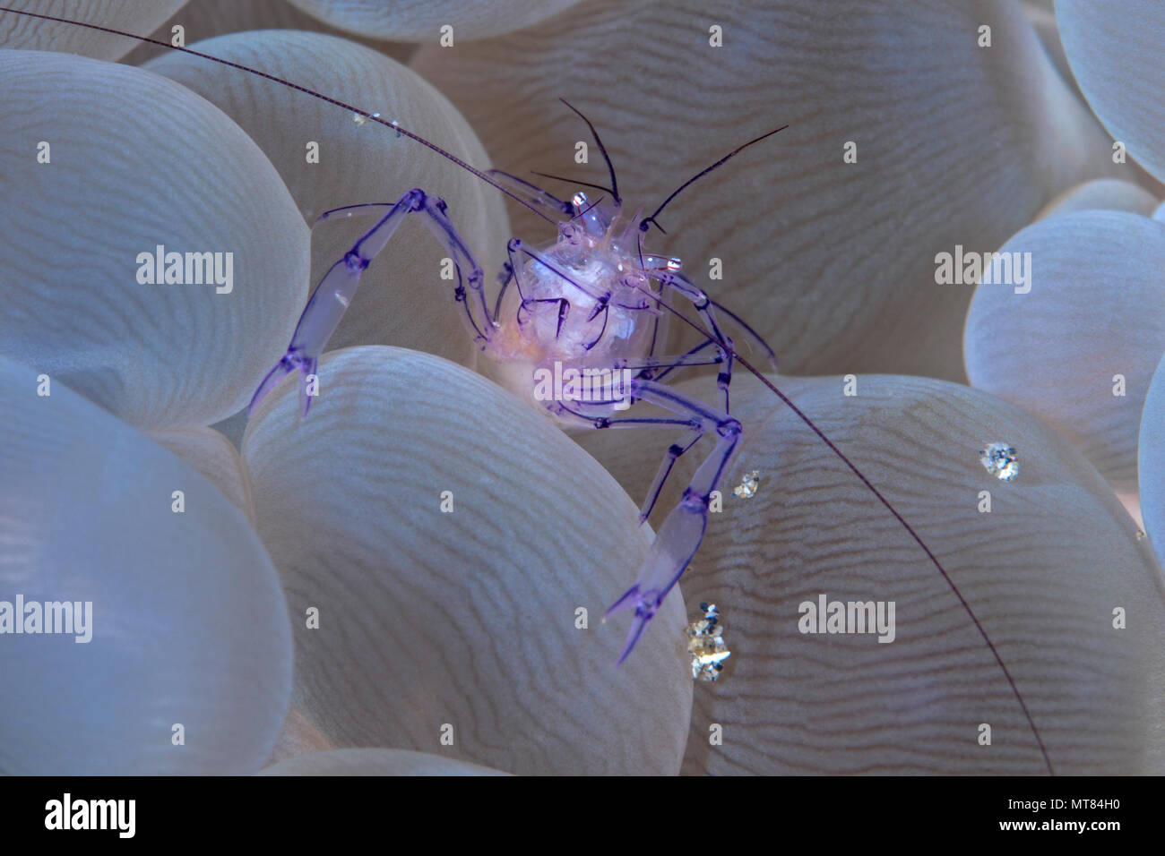 Bubble coral Shrimp (Vir philippinesis) auf bubble Coral (Plerogyra sinuosa). Lembeh Straits, Indonesien. Stockfoto