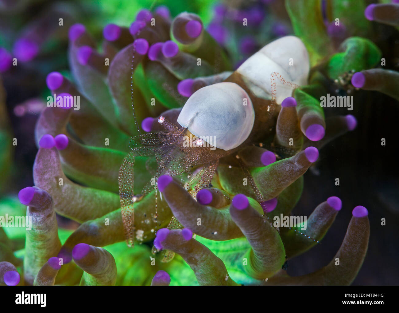 Schließen Sie herauf Bild der Kommensale Eierschale Garnelen (Hamopontonia corallicola) eingebettet in bioluminescent Tentakeln der Host Coral. Lembeh Straits, Indonesien. Stockfoto