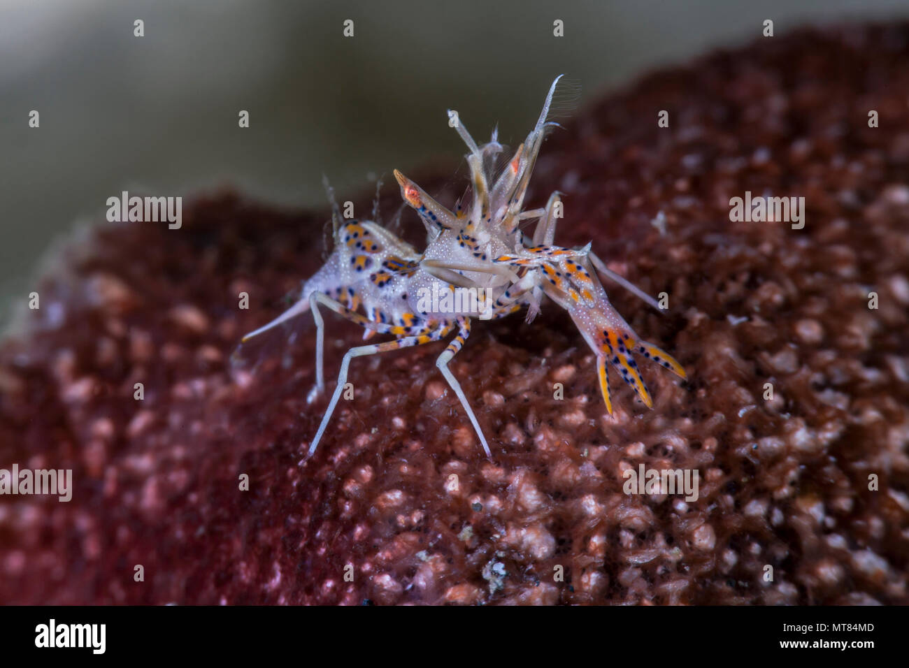 Schließen Sie herauf Bild einer stacheligen Tiger Garnelen (Phyllognathia ceratophthalma) auf harten Korallen. Lembeh Straits, Indonesien. Stockfoto