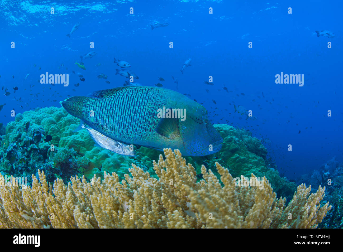 Napoleon oder humphead Lippfische (Cheilinus undulatus) und einem Fang von Makrelen (Caranx melampygus), ein paar häufig zusammen gesehen Patrouille ein Riff in Raja Ampa Stockfoto