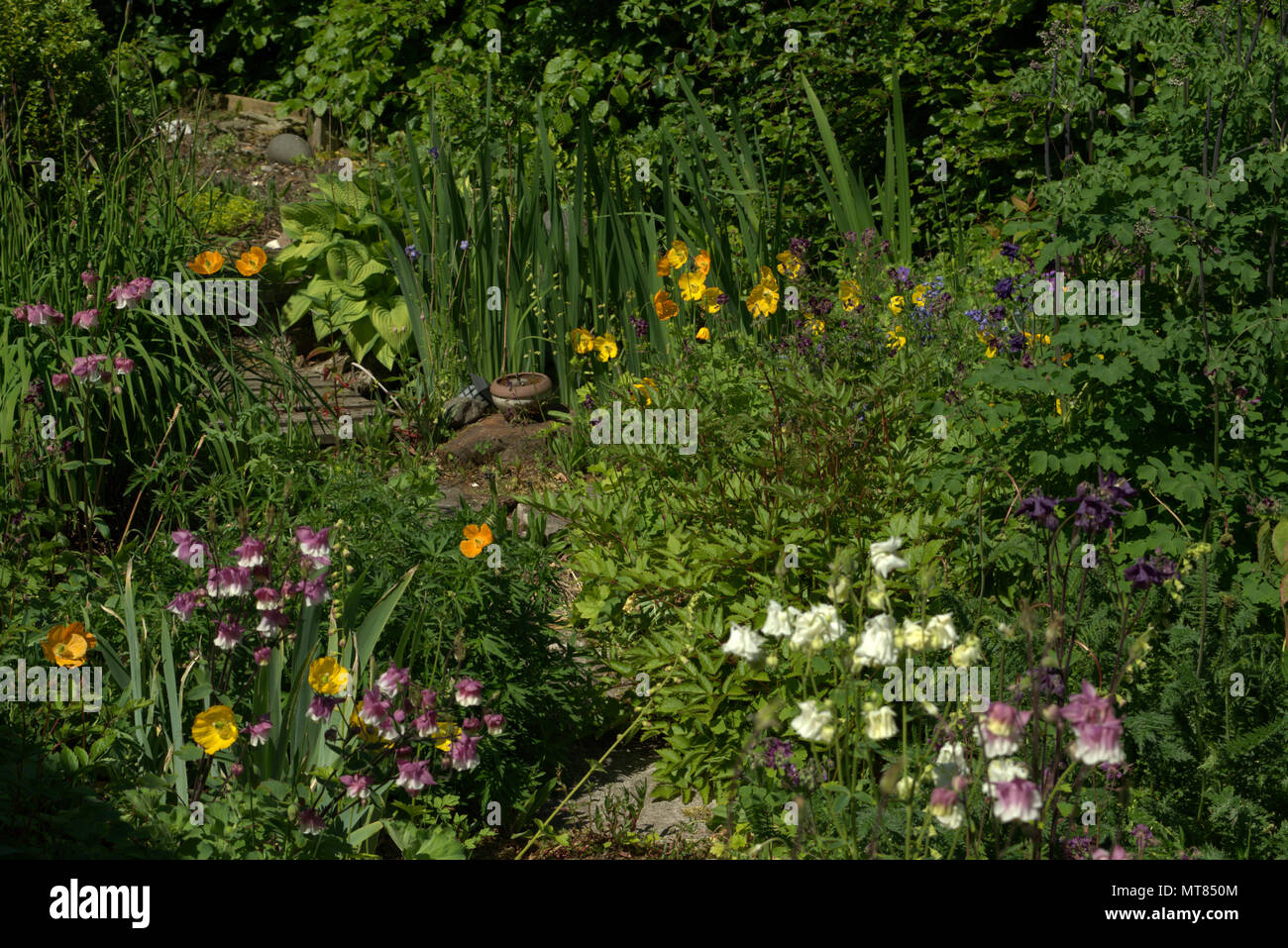 Sibirische Iris in einem Schottischen Country Garden Stockfoto