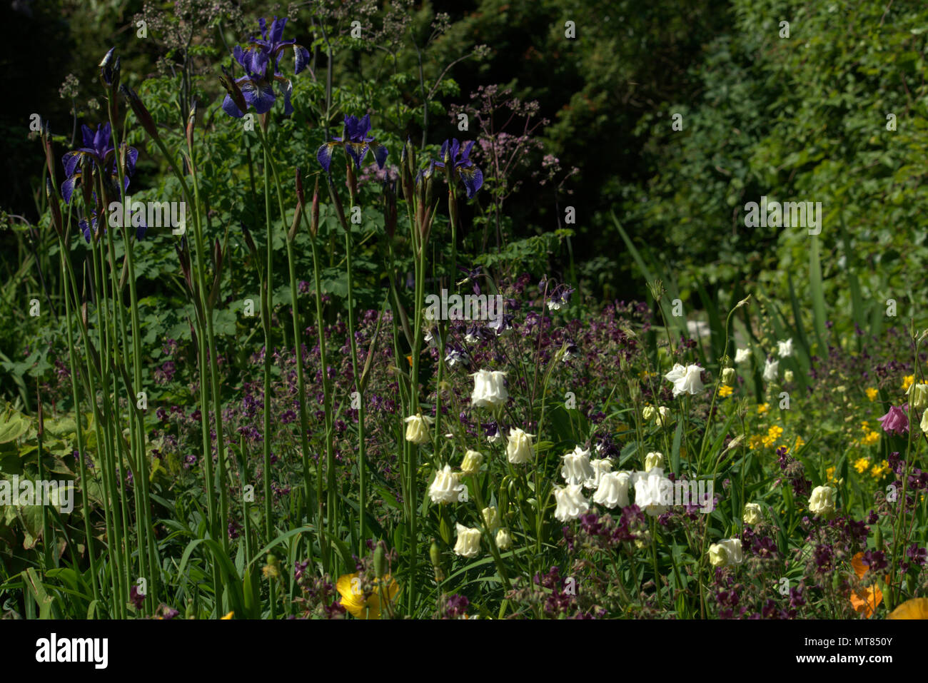 Sibirische Iris in einem Schottischen Country Garden Stockfoto