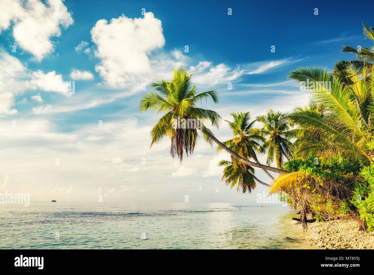 Palmen am Strand von Malediven Stockfoto