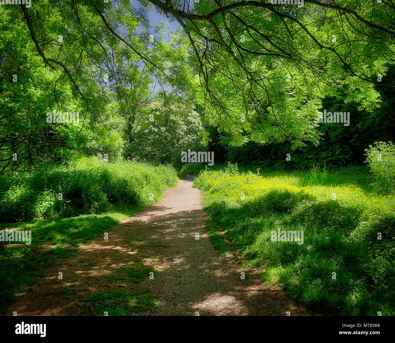 De - Devon: Das Wasser Wiesen am Cockington in der Nähe von Torquay (HDR-Bild) Stockfoto