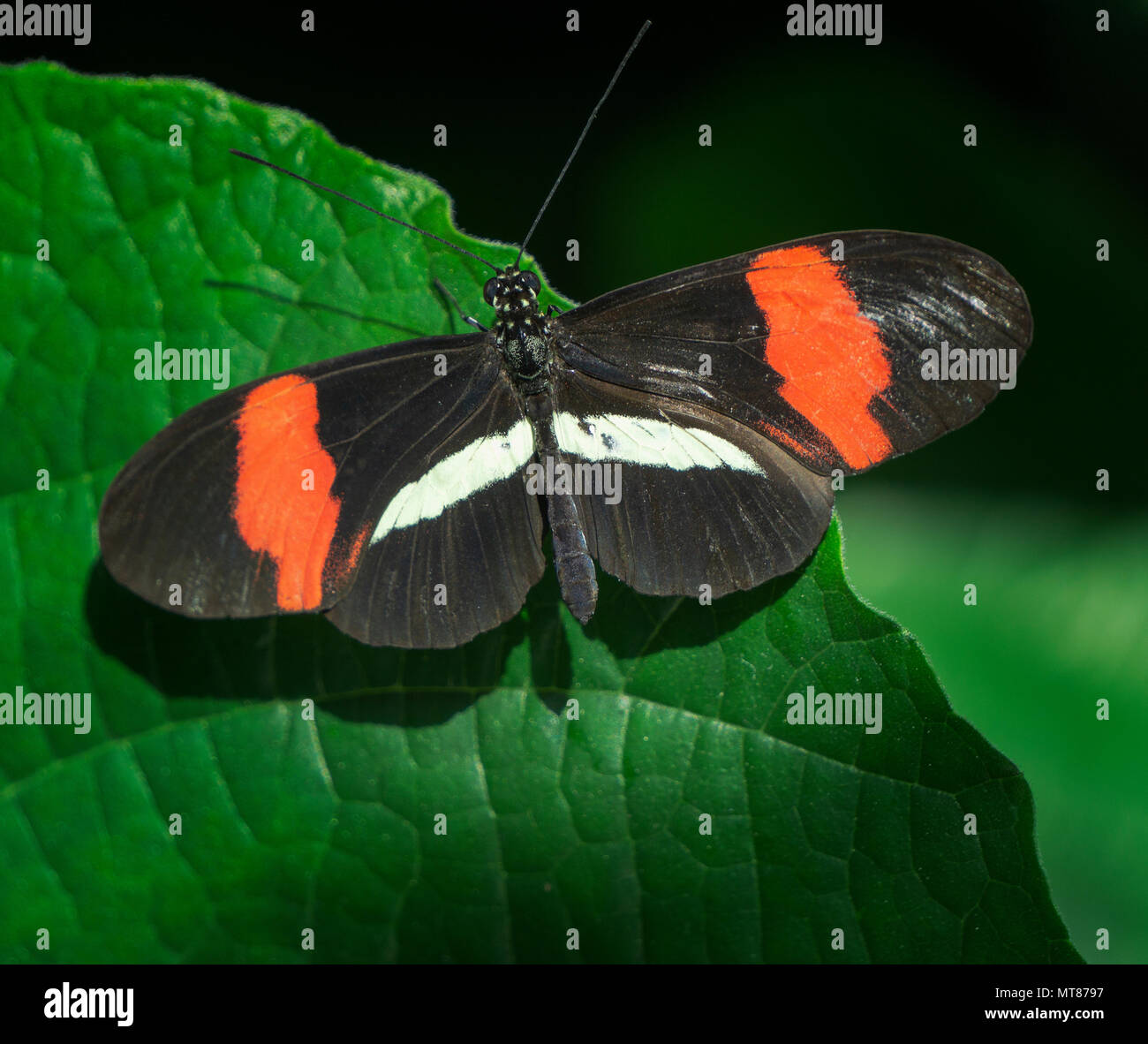 Pinsel-footed Butterfly Zoo Calgary Alberta Kanada Stockfoto