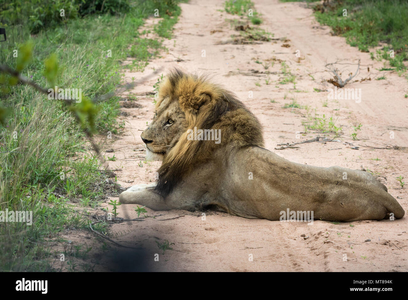 Riesige männliche Löwe ruht auf einem Feldweg. Stockfoto