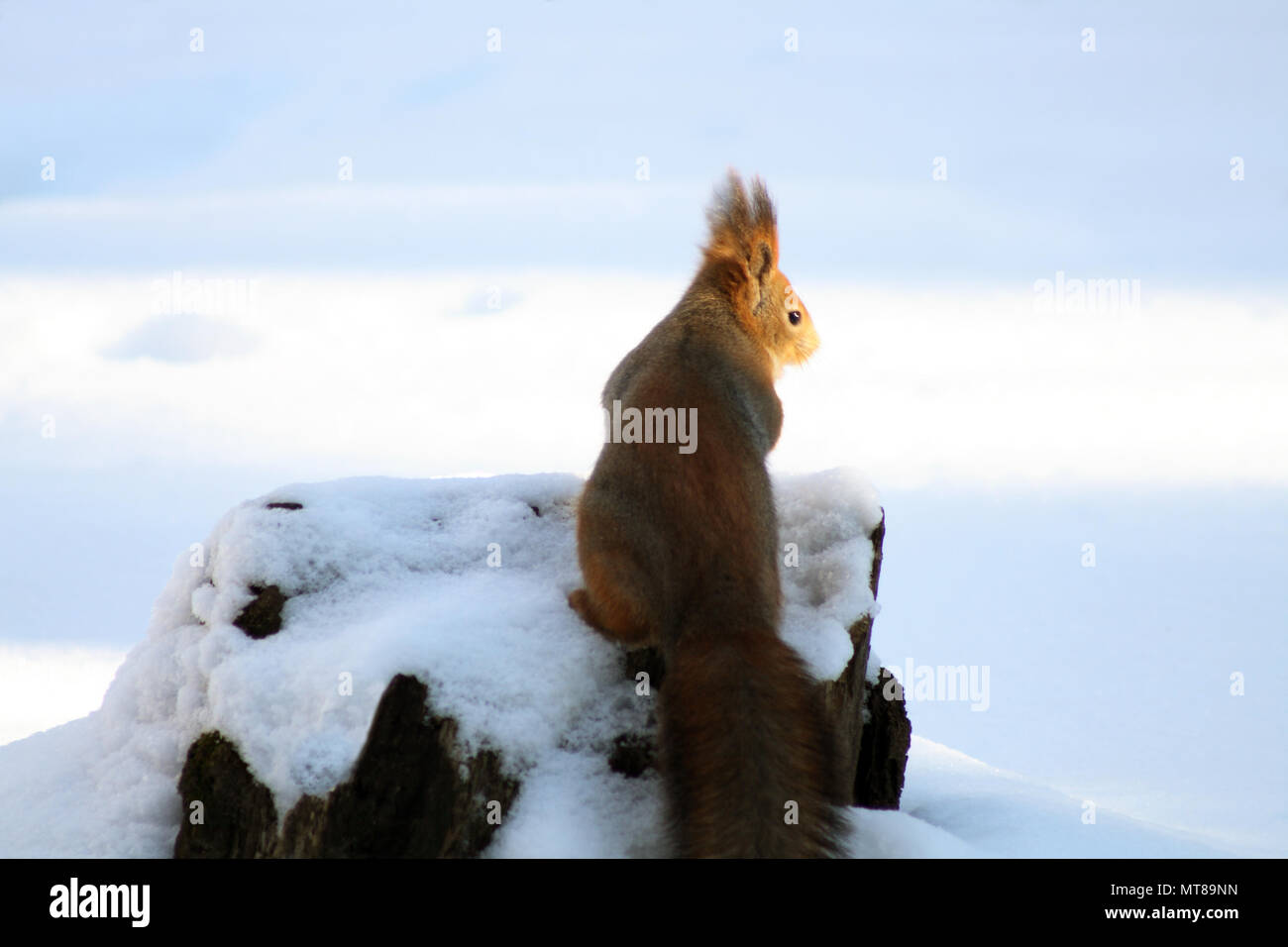 Eichhörnchen sitzt auf dem Baumstumpf auf Schnee Winter Hintergrund Stockfoto