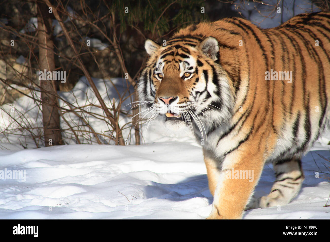 Nahaufnahme von Nizza sibirische Tiger auf Hintergrund mit Winter Forest Stockfoto