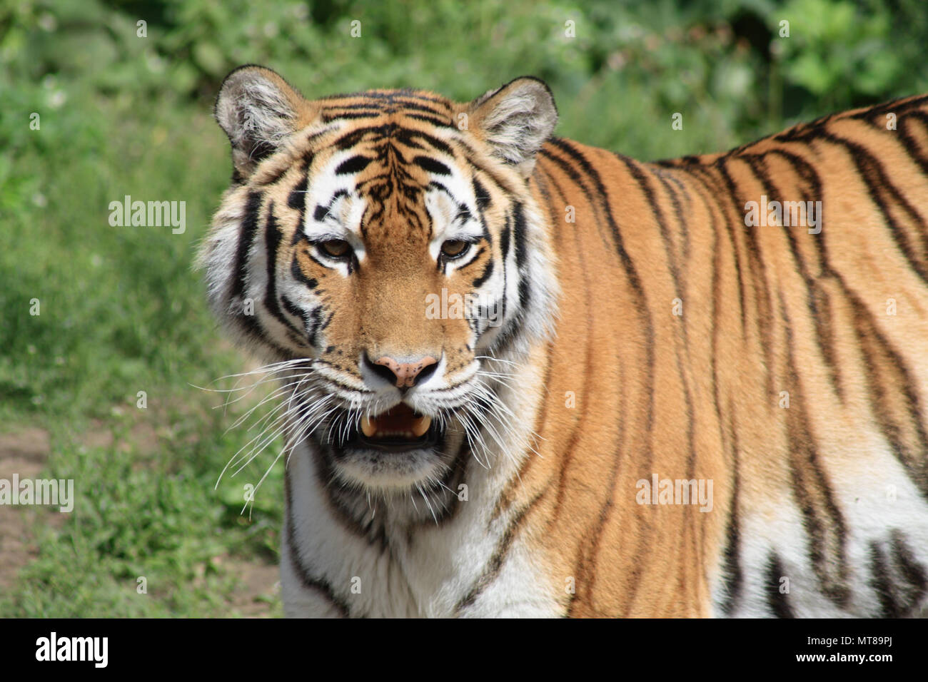 Nahaufnahme des wunderschönen sibirischen Tiger auf Hintergrund mit grünem Gras Stockfoto