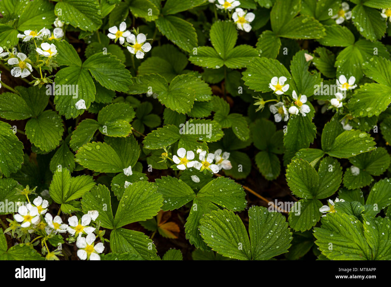 Strawberry Blumen bedeckt bei Regen in der Cottage Garden. Demütig von Natur Mai 2018 Stockfoto