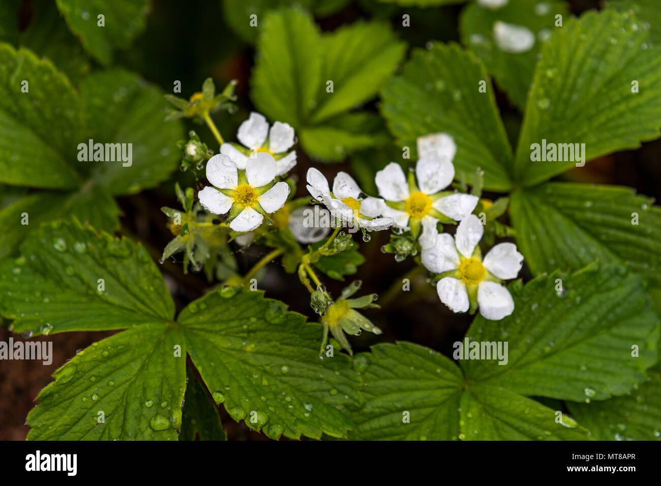 Strawberry Blumen bedeckt bei Regen in der Cottage Garden. Demütig von Natur Mai 2018 Stockfoto