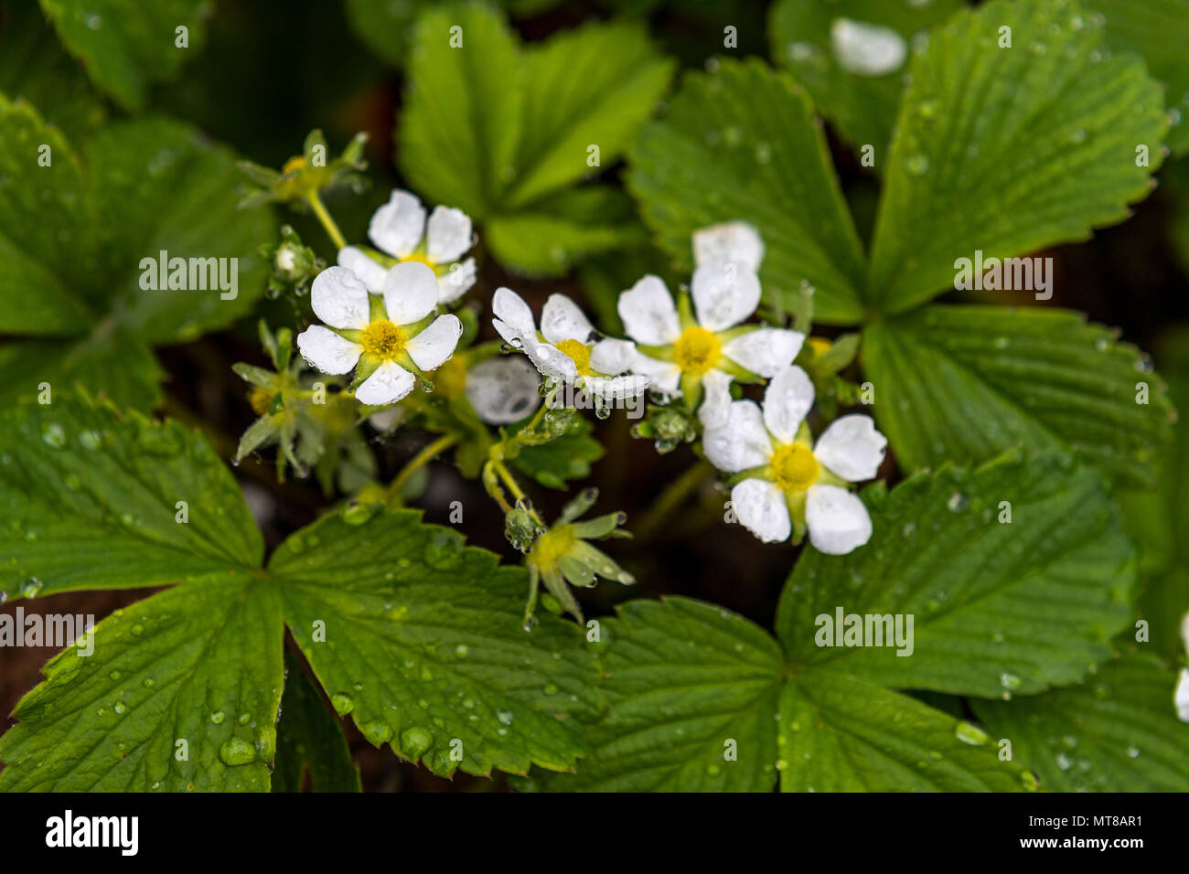 Strawberry Blumen bedeckt bei Regen in der Cottage Garden. Demütig von Natur Mai 2018 Stockfoto