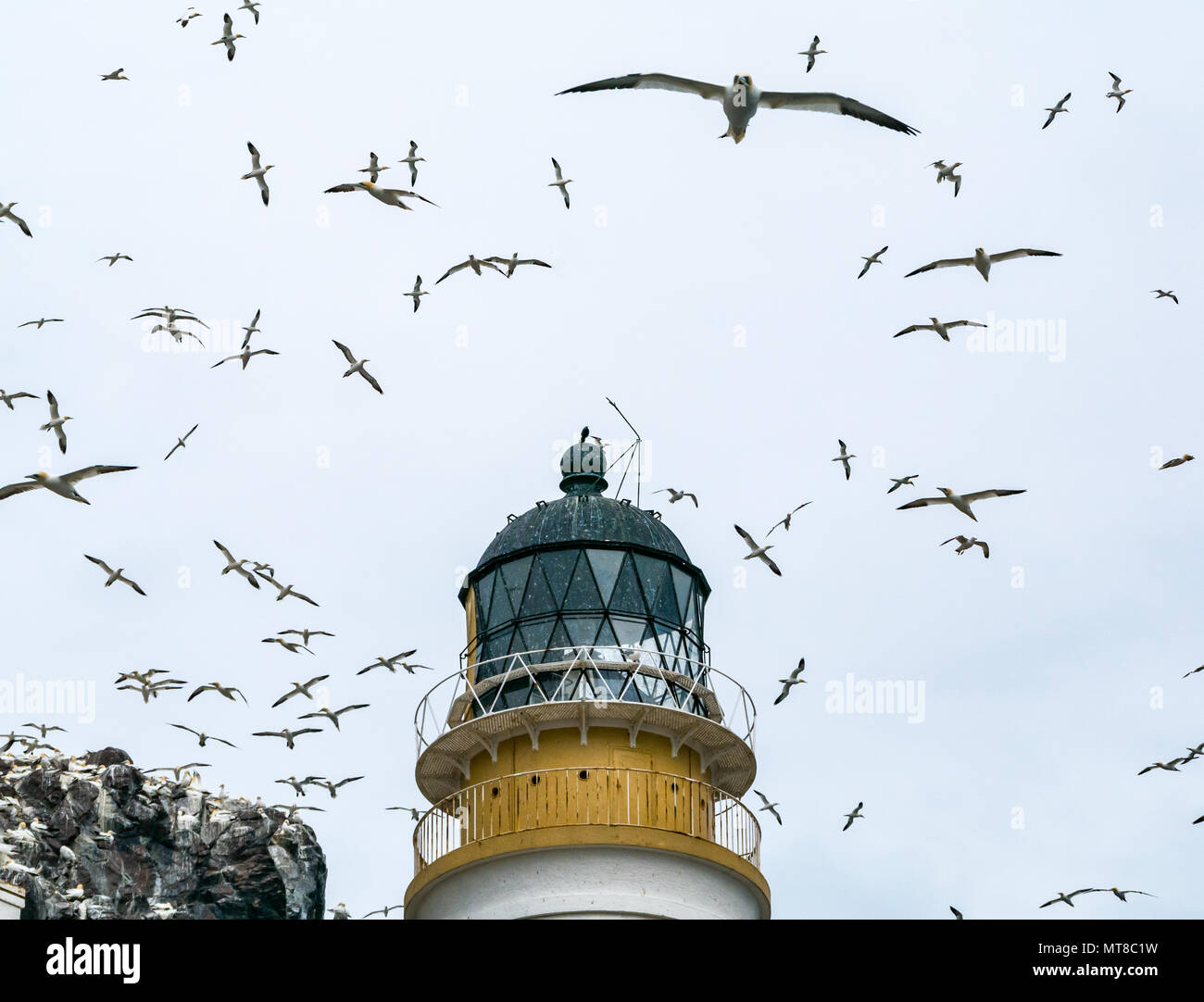 Nordbannets, Morus bassanus, fliegen um Leuchtturmlaterne, Bass Rock, East Lothian, Schottland, UK Stockfoto