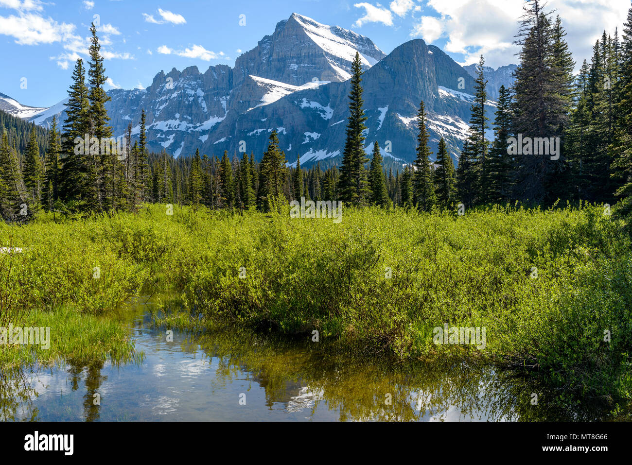 Berg Feuchtgebiet - ein Frühling Blick auf ein Feuchtgebiet am Fuß des Mount Gould in Many Glacier Region des Glacier National Park, Montana, USA. Stockfoto