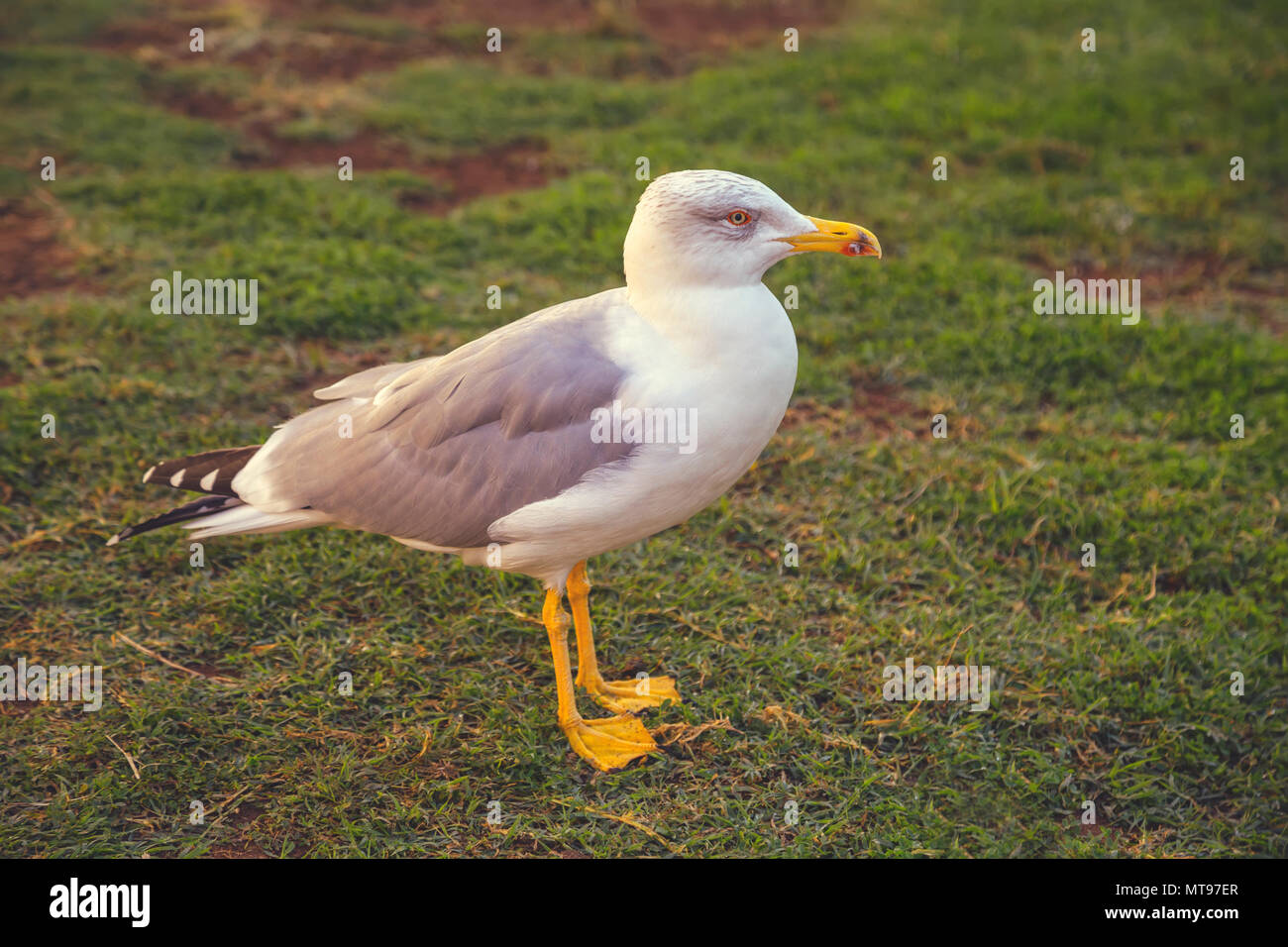 Möwe in Hof der Pinecone. Yellow-legged Gull (Larus michahellis), Vatikanstadt, Vatikan. Vintage Style. Stockfoto