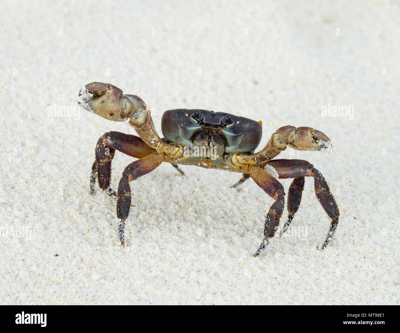 Krabbe mit angehobenen krallen sich zum Angriff bereit Stockfoto