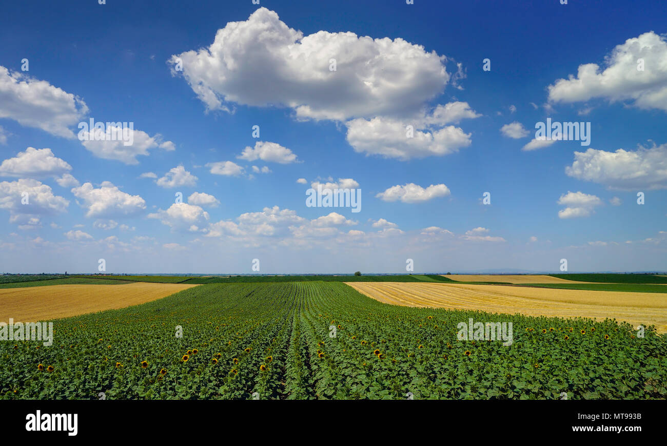 Ländliche Landschaft mit Sonnenblumen und Weizen Stockfoto