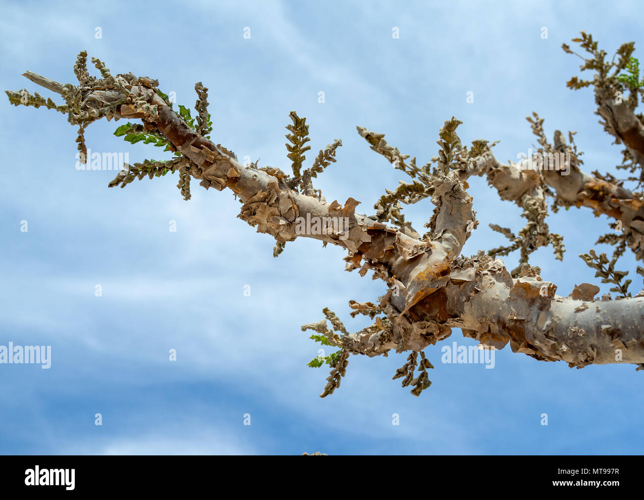 Weihrauch Baum Blätter, Dhofar Governatorat, Wadi Dokah, Oman Stockfoto