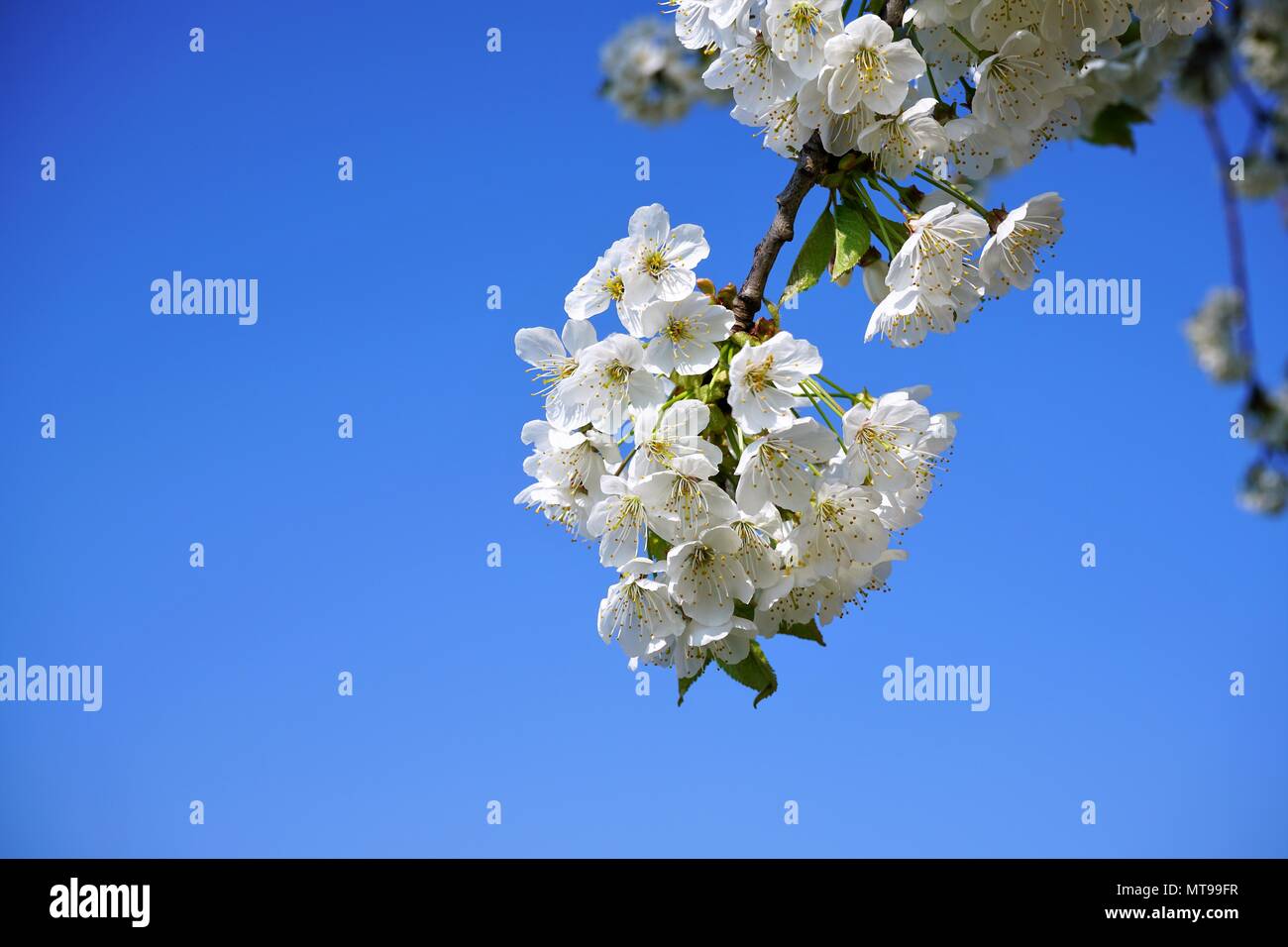 Sunlit weiß Cherry Blossom vor beeindruckender royal blau Himmel Hintergrund Stockfoto