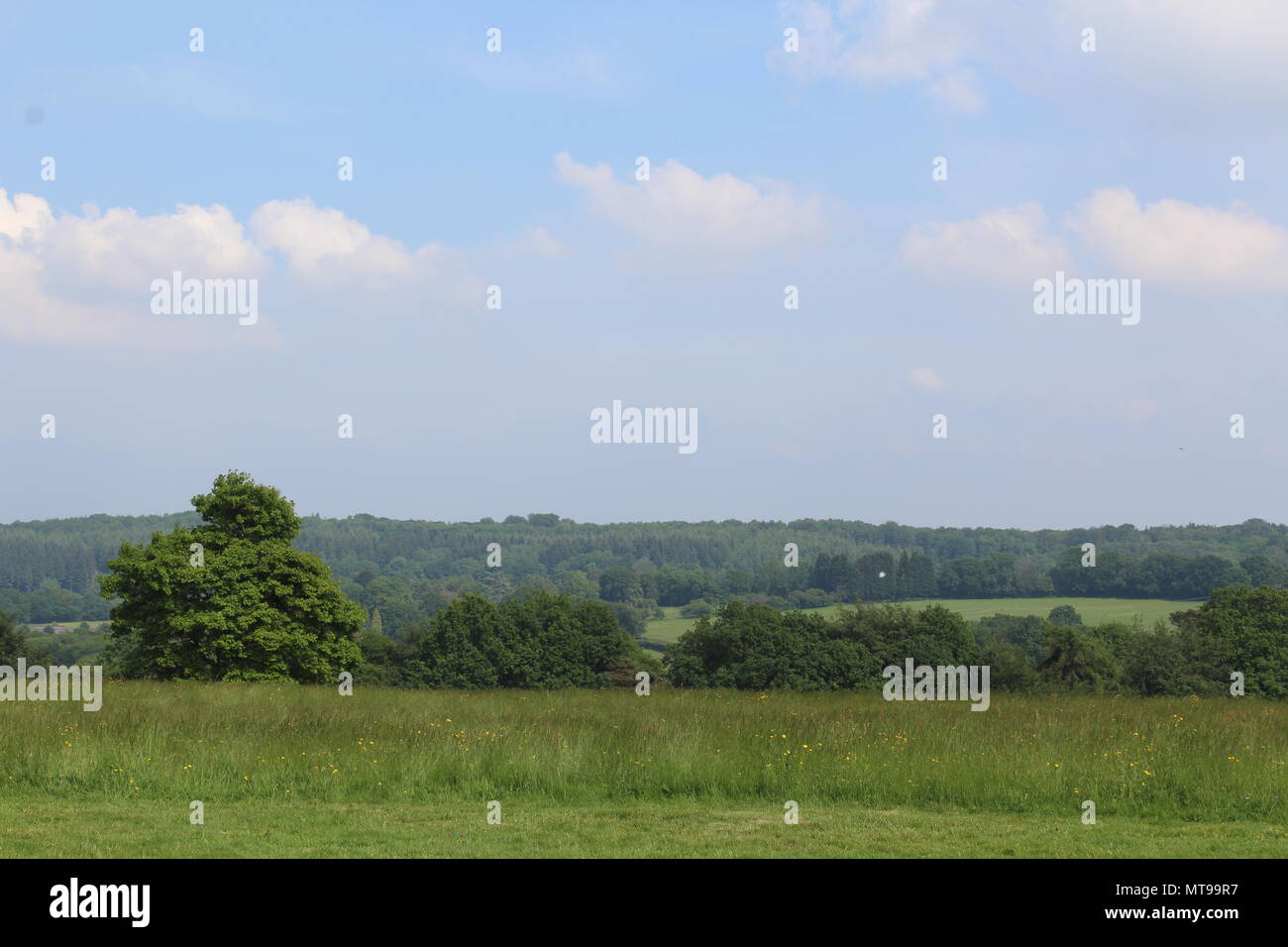Englische Landschaft mit sanften Hügeln und Feldern Stockfoto
