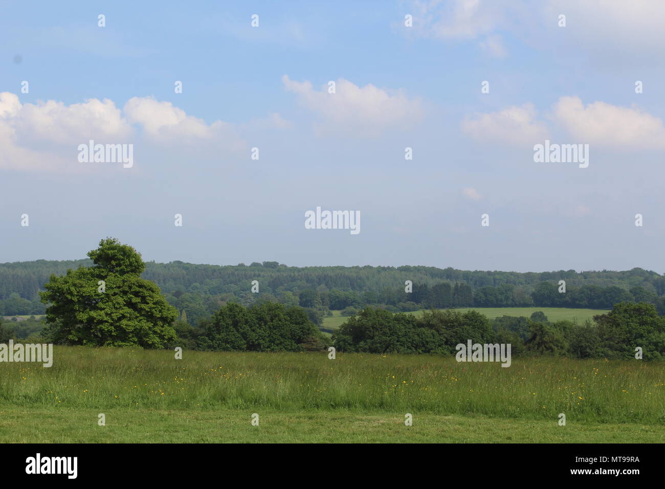 Englische Landschaft mit sanften Hügeln und Feldern Stockfoto