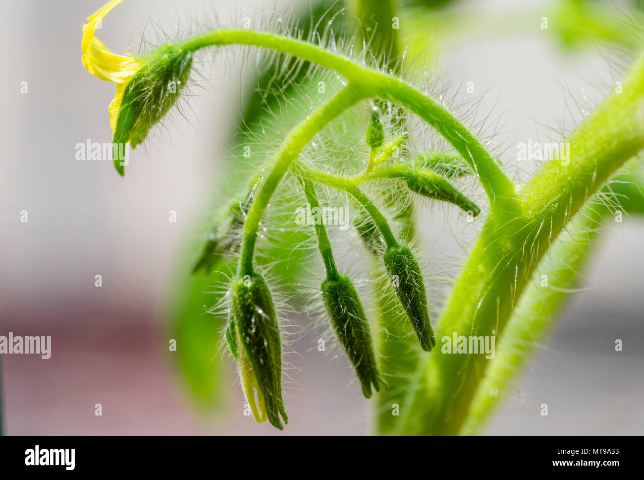 Nahaufnahme (Makroaufnahme) eines Tomatenstammes mit geschlossenen und aufstrebenden Blütenknospen (Solanum lycopersicum) Stockfoto
