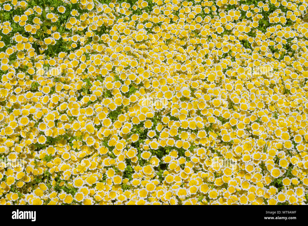 Pochiertes Ei Pflanze, Limnanthes maculata, die den Boden in dichten Büscheln mit gelben und weißen Blüten im Frühsommer. Stockfoto