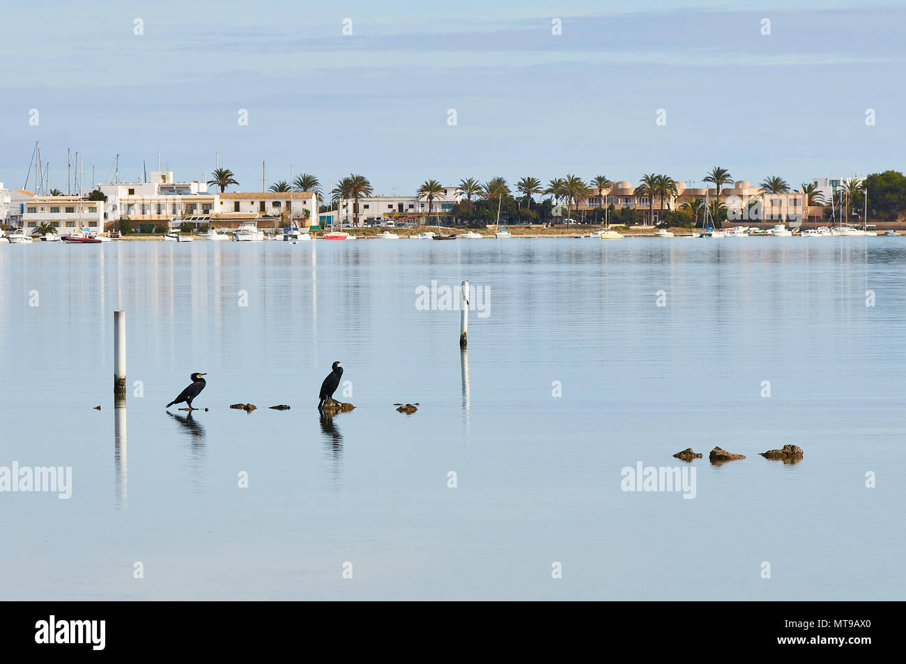 Zwei grosse Kormorane (Phalacrocorax carbo) ruhen auf Estany des Peix marine Lagune in Ses Salines Naturpark (Formentera, Balearen, Spanien) Stockfoto