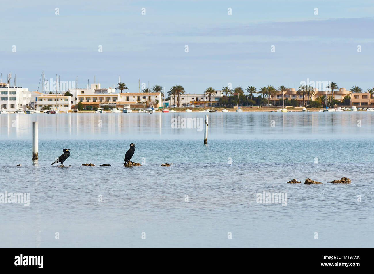 Zwei grosse Kormorane (Phalacrocorax carbo) ruhen auf Estany des Peix marine Lagune in Ses Salines Naturpark (Formentera, Balearen, Spanien) Stockfoto