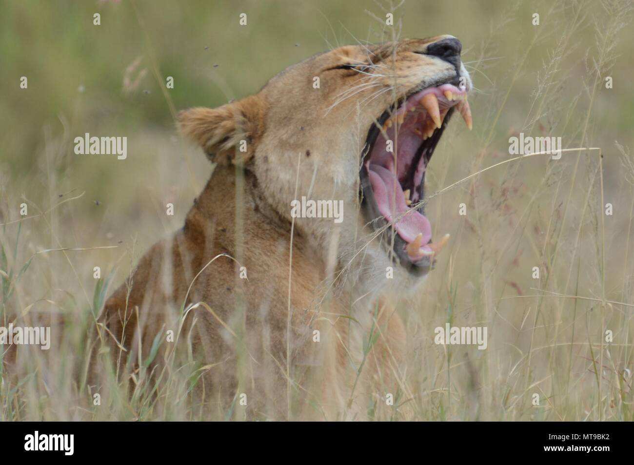 Löwen brüllen und zeigt seine Backen Stockfoto