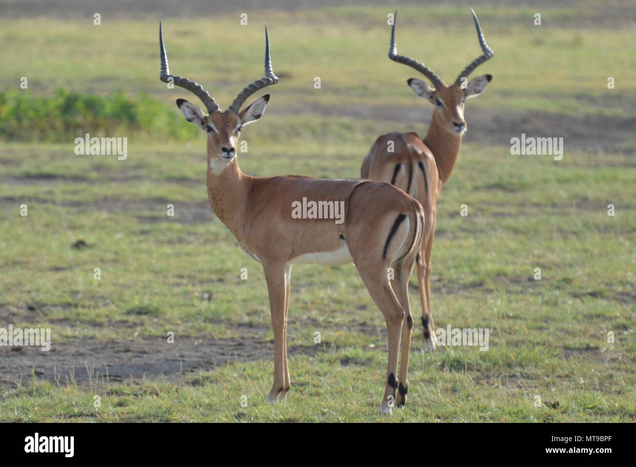 Afrikanische Antilope in der Serengeti Stockfoto