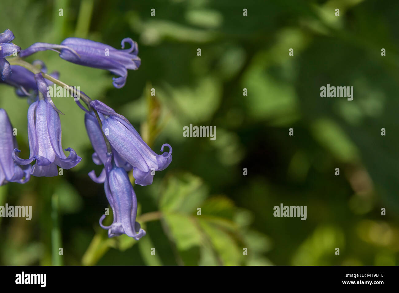 Nahaufnahme der Blumen von Bluebell (Endymion non-skriptingunterbrechung) im Sonnenschein. Manchmal als der englische Bluebell vgl. Spanisch Bluebell bezeichnet. Stockfoto