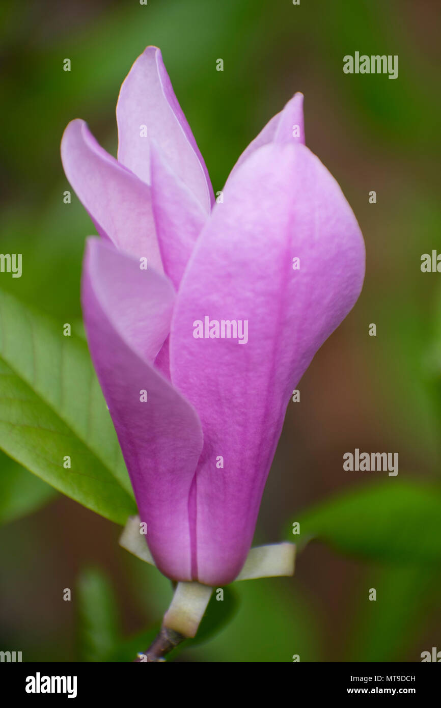 Blüte in der Blüte. Violette Blume. Blume Hintergrund. violette Crocus Stockfoto