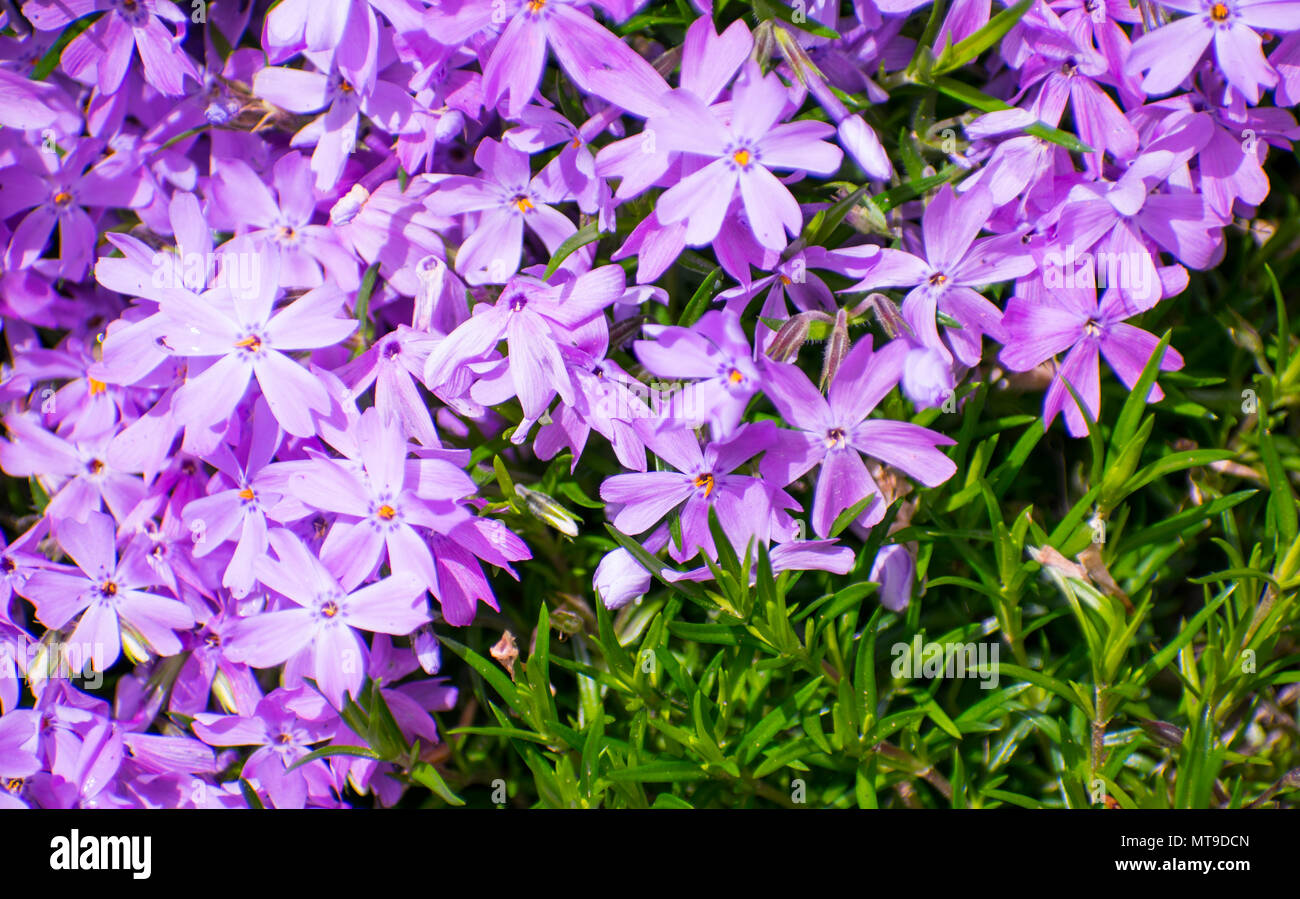 Grüne Gras. Blume Hintergrund. veilchen Blumen Stockfoto