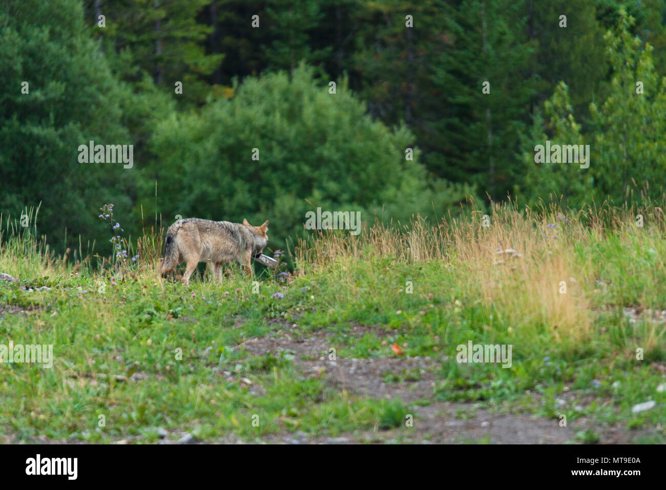 Trauriges Bild der kanadischen grauer Wolf Durchführung Kunststoff Papierkorb durch den Menschen. Kunststoff Problem und Wildlife. Wolf Plastik zu essen. Abfall in der Natur, Trauer. Stockfoto