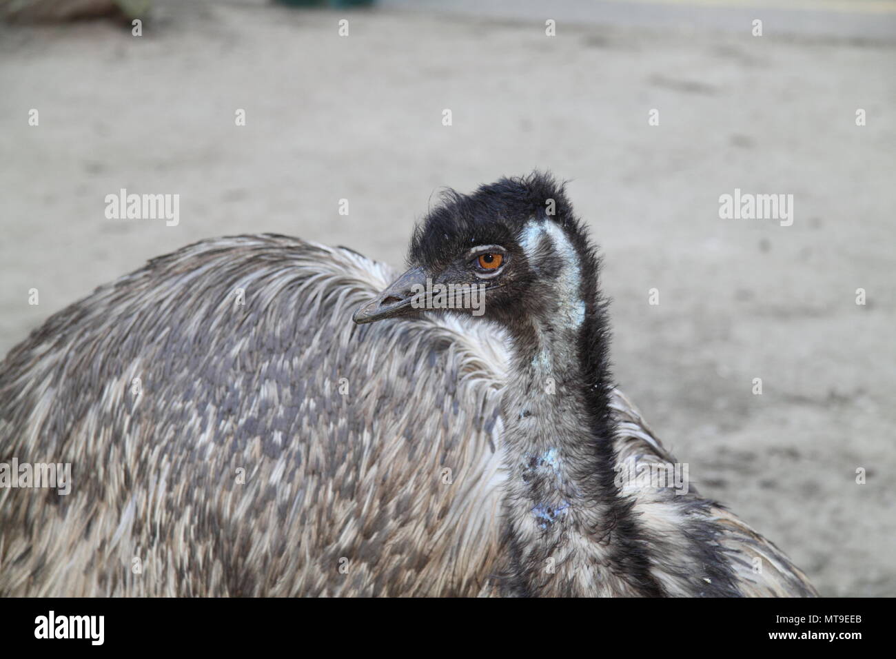 Emu (Dromaius Novaehollandiae) Stockfoto