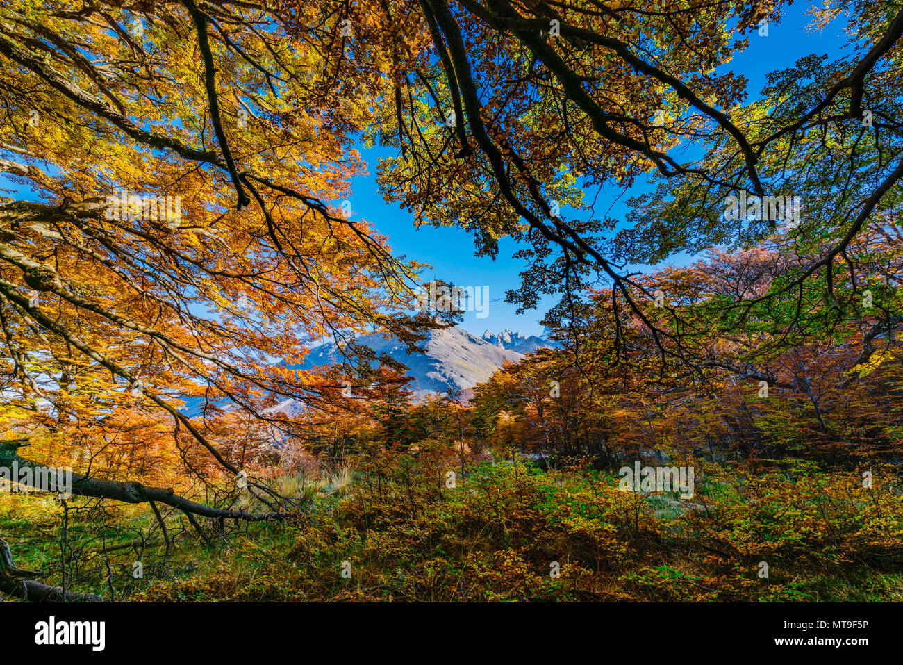 Landschaft Mit Herbst Baume Bewolkter Himmel Und Der Schnee Auf Den Bergen Im Nationalpark Los Glaciares Nationalpark Argentinische Patagonien Im Herbst Stockfotografie Alamy