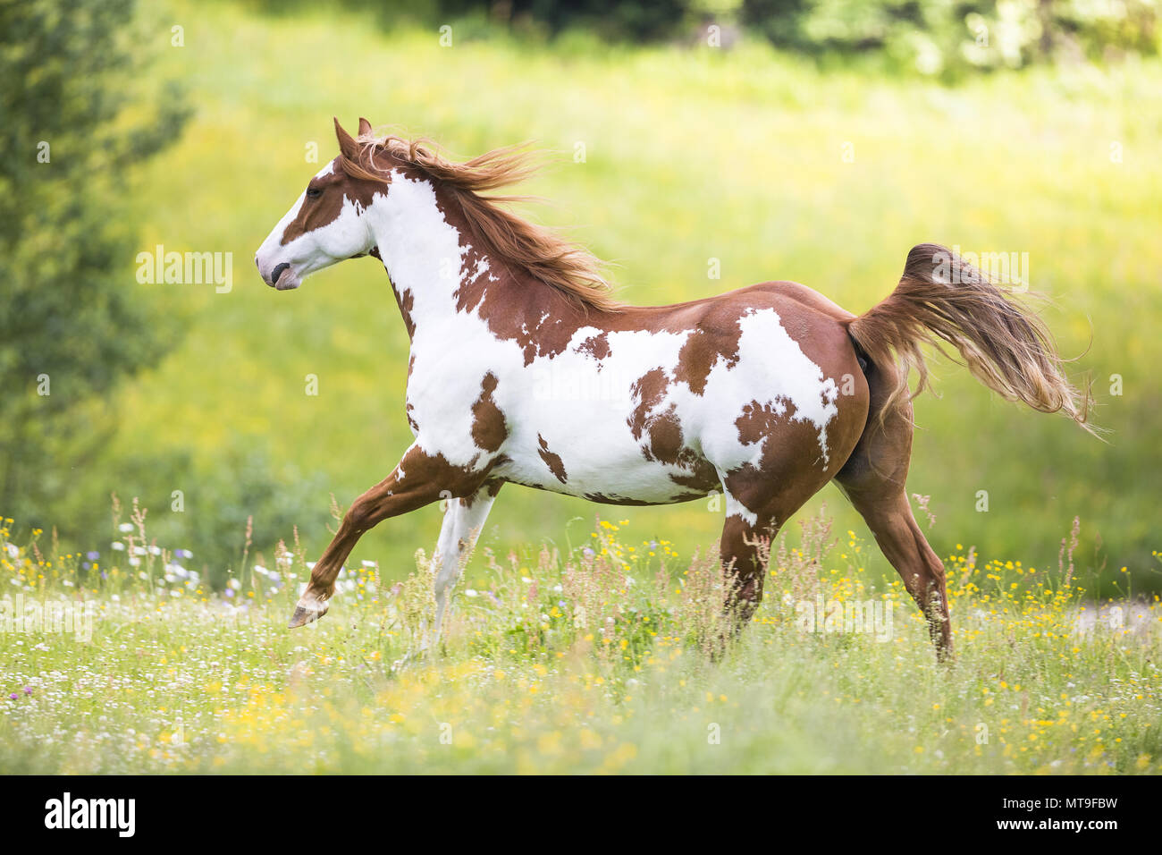 American Paint Horse. Mare (Overo) galoppiert auf einer Weide. Österreich Stockfoto